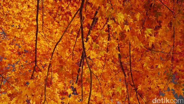 Kala Dedaunan Musim Gugur Bercahaya di Jepang