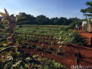 Pemerintah Usul Pemudik Diberi Pekerjaan di Bidang Pertanian