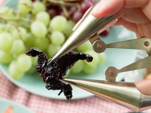 Tawon hingga Capung, Ini 10 Serangga yang Aman Dikonsumsi Tawon hingga Capung, Ini 10 Serangga yang Aman Dikonsumsi