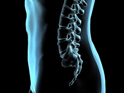 Dalam Evolusi, Manusia Kehilangan Ekornya Dua Kali