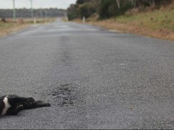 600 Ekor Tasmanian Devil Mati Tertabrak di Tasmania Sepanjang 2016