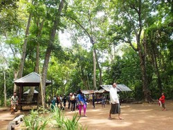 Tak Hanya Pantai, Lombok Punya Hutan Lemor yang Asri