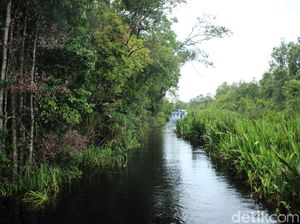 Ada Sungai Berwarna Hitam di Kalimantan Tengah