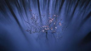 Mahakarya Fotografer Jawara Kontes NatGeo 2016