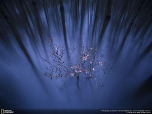 Mahakarya Fotografer Jawara Kontes NatGeo 2016 Mahakarya Fotografer Jawara Kontes NatGeo 2016