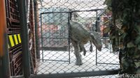 Bangkok Punya Dinosaurus