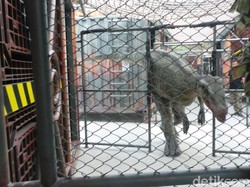 Awas! Ada Raptor di Bangkok