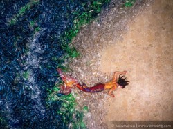 Cerita Ikan Duyung yang Benci Plastik di Karya Fotografer Von Wong