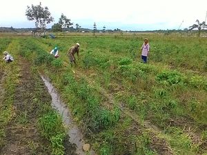 Mentan Ingin Tapin Jadi Lumbung Bawang, Begini Caranya