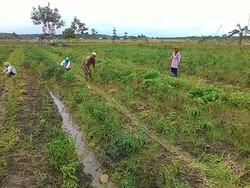 Mentan Ingin Tapin Jadi Lumbung Bawang, Begini Caranya
