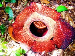 Kenapa Bengkulu Disebut Bumi Rafflesia?