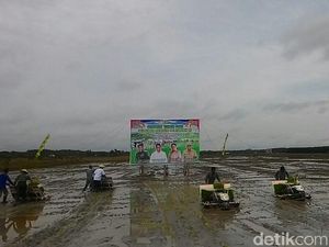 Ke Kalsel, Mentan Cek Penanaman Padi Hingga Panen Cabai dan Bawang