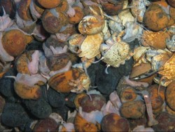 6 Spesies Hewan Laut Baru Ditemukan di Ceruk Kedalaman Samudera Hindia