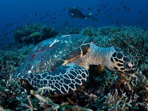 Underwater Maumere Dipamerkan di Kinokuniya Plaza Senayan