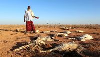 Kemarau, Puluhan Hewan Ternak di Somalia Mati Kekeringan