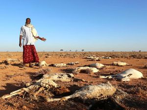 Kemarau, Puluhan Hewan Ternak di Somalia Mati Kekeringan