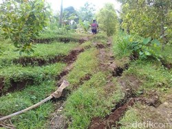 20 Hektare Sawah Hancur Imbas Pergerakan Tanah di Trenggalek