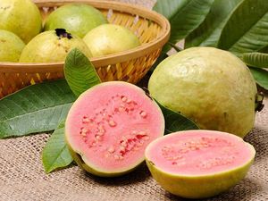 Ilmuwan UI Teliti Jambu Biji untuk Menghambat Virus Corona