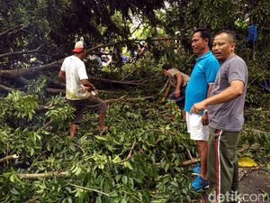 Pohon Setinggi 15 Meter Tumbang, Tutupi Akses Jalan ke Pelabuhan Ratu