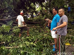 Pohon Setinggi 15 Meter Tumbang, Tutupi Akses Jalan ke Pelabuhan Ratu