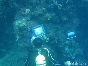 Pameran Foto Bawah Laut di Morella Pecahkan Rekor Muri