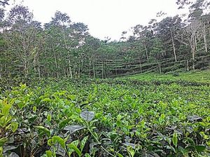 Harga Teh RI Pernah US$ 4/Kg, Sekarang Maksimal Hanya US$ 1,6/Kg