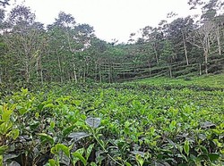 Harga Teh RI Pernah US$ 4/Kg, Sekarang Maksimal Hanya US$ 1,6/Kg