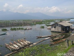 Ramai-ramai Menyelamatkan Rawa Pening dari Invasi Eceng Gondok