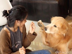 Gemas! Nongkrong Bareng Anjing Lucu di House of Paws Bangkok