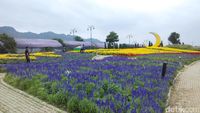 Terpesona Taman Bunga Terbesar di Thailand