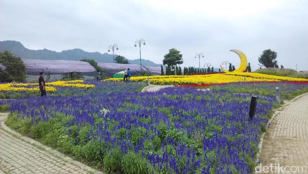 Terpesona Taman Bunga Terbesar di Thailand