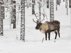 Rahasia Rusa Kutub Bisa Bertahan di Cuaca Dingin, Tidur Saat Mengunyah Makanan