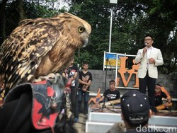 Foto Burung Hantu di IG Ridwan Kamil, Paguyuban Pet Park: Ini Pembelajaran Bagi Kami