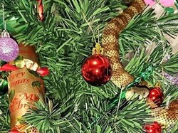 Warga Melbourne Temukan Ular Melingkar di Pohon Natalnya