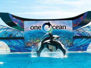 Abu Dhabi Akan Bangun SeaWorld, Tapi Tanpa Paus Pembunuh