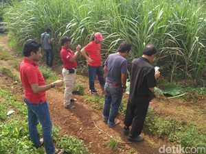Pria Berpakaian Wanita Ditemukan Tewas di Kebun Tebu Semarang