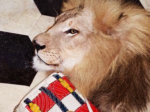 Gucci Ajak Harimau, Singa dan Jerapah Jadi Model Kampanye 2017