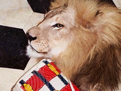 Gucci Ajak Harimau, Singa dan Jerapah Jadi Model Kampanye 2017