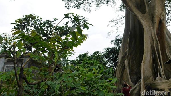 Pohon Berusia Ratusan Tahun yang Instagrammable di Bali