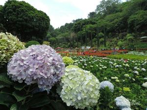 Taman Selecta: Harga Tiket, Fasilitas, dan Wahana yang Tersedia Taman Selecta: Harga Tiket, Fasilitas, dan Wahana yang Tersedia