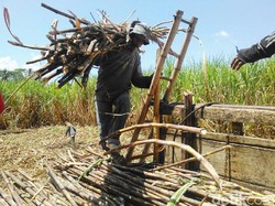 RI Kejar Swasembada Gula 2019, Begini Jurusnya