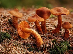 Hati-hati! Ini 5 Jenis Jamur yang Bisa Menyebabkan Kematian