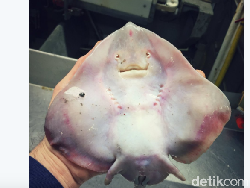 Laut Ekstrem dan Hewan-hewan Aneh Bak Alien Temuan Nelayan Rusia