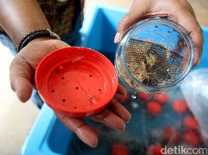 Polisi Tangkap Pengekspor Ilegal 30 Ribu Benih Lobster Polisi Tangkap Pengekspor Ilegal 30 Ribu Benih Lobster