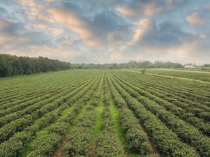 Menpar Tinjau Kebun Teh Penyangga KSPN Borobudur
