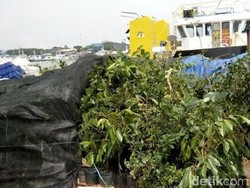 Ratusan Benih Batang Jeruk Tanpa Label Disita