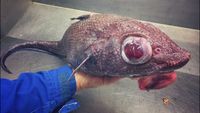 Hiii... Monster Bawah Laut Rusia Ini Bikin Merinding