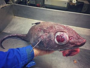 Hiii... Monster Bawah Laut Rusia Ini Bikin Merinding