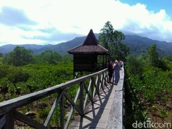 Long Weekend di Trenggalek Ada Ekowisata Mangrove