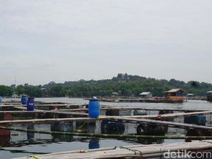 Tahun ini Waduk Jatiluhur Ditargetkan Bebas Jaring Apung